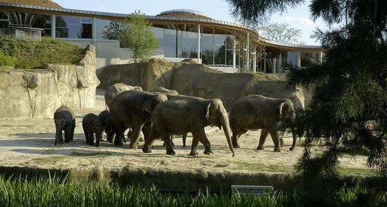 © Kölner Zoo